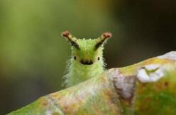 Japanese Emporer Caterpillar
